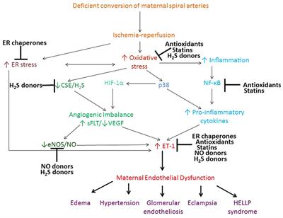 The therapeutic potential of antioxidants, ER chaperones, NO and H2S donors, and statins for treatment of preeclampsia